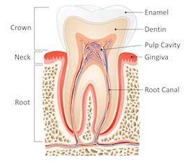 Root Canals In Covina By Dr Michael C Huang